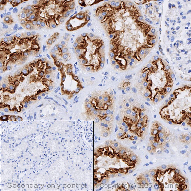 Immunohistochemistry (Formalin/PFA-fixed paraffin-embedded sections) - Anti-Cytochrome C antibody [EPR1327] (AB133504)