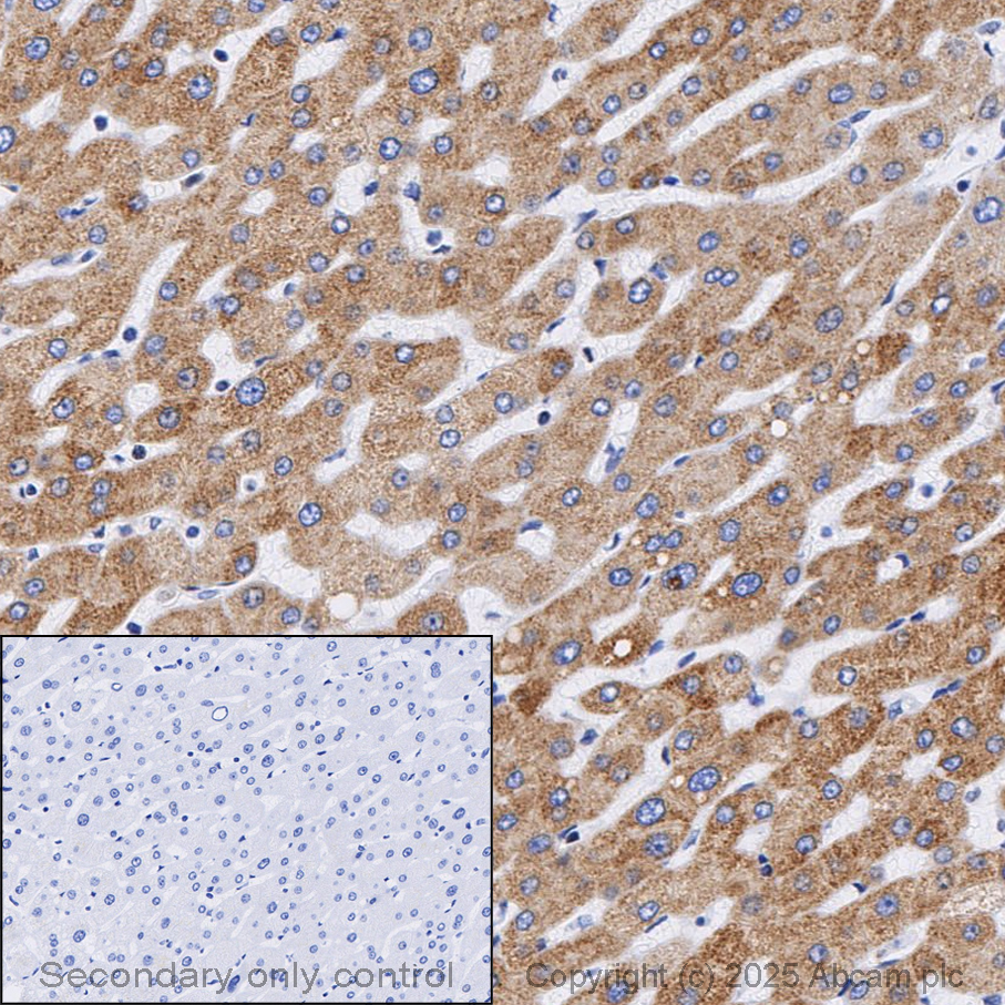Immunohistochemistry (Formalin/PFA-fixed paraffin-embedded sections) - Anti-Cytochrome C antibody [EPR1327] (AB133504)