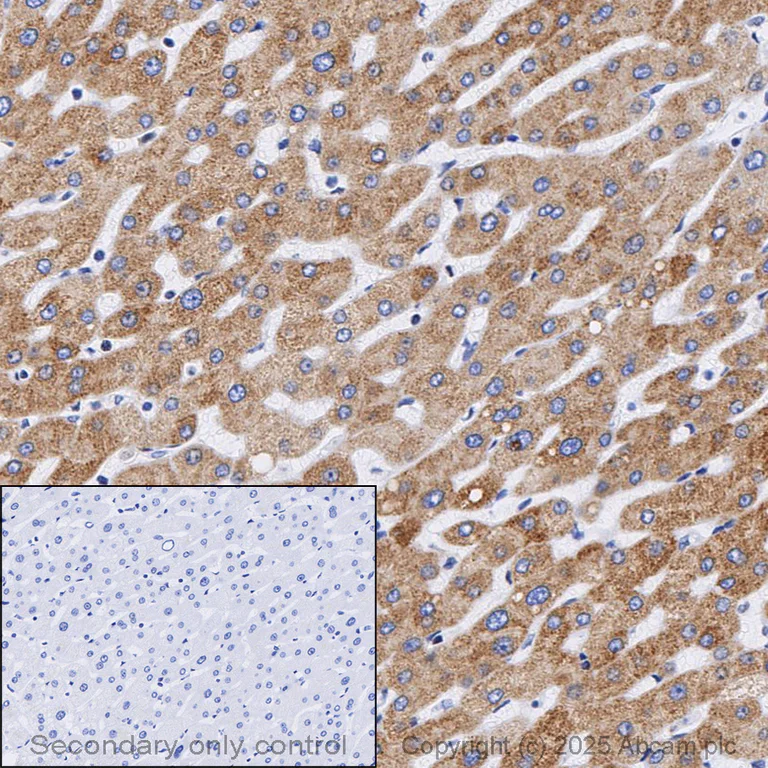 Immunohistochemistry (Formalin/PFA-fixed paraffin-embedded sections) - Anti-Cytochrome C antibody [EPR1327] (AB133504)