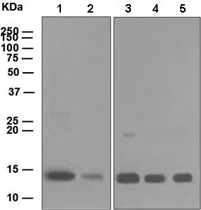 Western blot - Anti-Cytochrome C antibody [EPR1327] (ab133504), expandable thumbnail