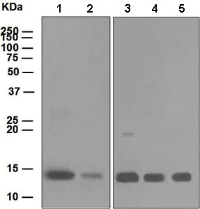 Western blot - Anti-Cytochrome C antibody [EPR1327] (AB133504)