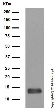 Western blot - Anti-Cytochrome C antibody [EPR1327] (AB133504), expandable thumbnail
