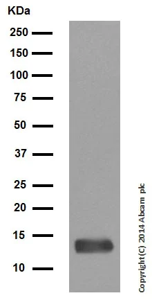 Western blot - Anti-Cytochrome C antibody [EPR1327] (AB133504)