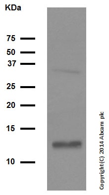 Western blot - Anti-Cytochrome C antibody [EPR1327] (ab133504), expandable thumbnail