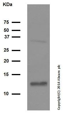 Western blot - Anti-Cytochrome C antibody [EPR1327] (AB133504)