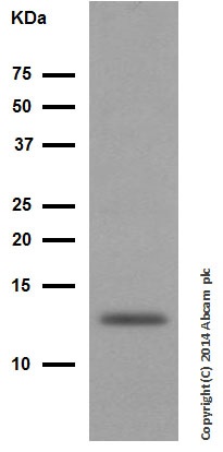 Western blot - Anti-Cytochrome C antibody [EPR1327] (AB133504), expandable thumbnail