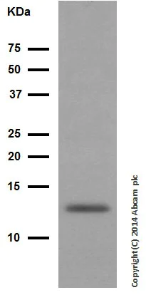 Western blot - Anti-Cytochrome C antibody [EPR1327] (AB133504)