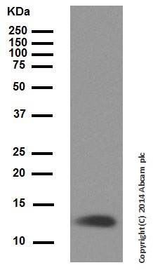 Western blot - Anti-Cytochrome C antibody [EPR1327] (AB133504), expandable thumbnail