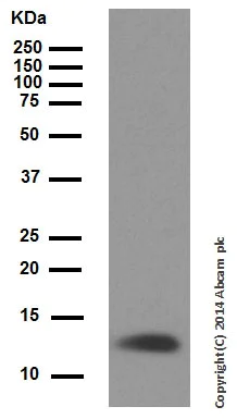 Western blot - Anti-Cytochrome C antibody [EPR1327] (AB133504)