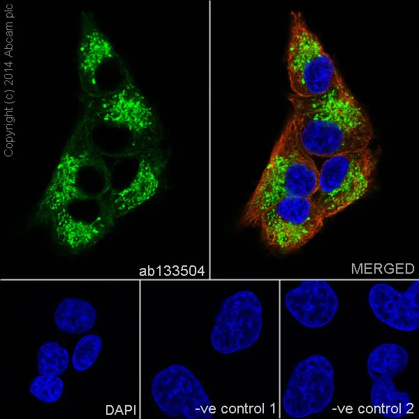Immunocytochemistry/ Immunofluorescence - Anti-Cytochrome C antibody [EPR1327] - BSA and Azide free (AB218312)