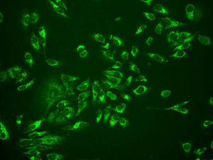 Immunocytochemistry/ Immunofluorescence - Anti-Cytochrome C antibody [EPR1327] - BSA and Azide free (ab218312), expandable thumbnail
