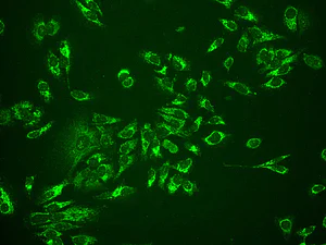 Immunocytochemistry/ Immunofluorescence - Anti-Cytochrome C antibody [EPR1327] - BSA and Azide free (AB218312)