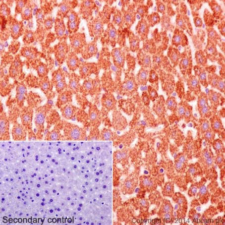 Immunohistochemistry (Formalin/PFA-fixed paraffin-embedded sections) - Anti-Cytochrome C antibody [EPR1327] - BSA and Azide free (AB218312), expandable thumbnail