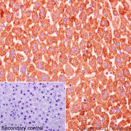 Immunohistochemistry (Formalin/PFA-fixed paraffin-embedded sections) - Anti-Cytochrome C antibody [EPR1327] - BSA and Azide free (AB218312)
