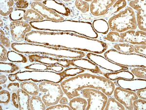 Immunohistochemistry (Formalin/PFA-fixed paraffin-embedded sections) - Anti-Cytochrome C antibody [EPR1327] - BSA and Azide free (AB218312)
