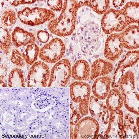 Immunohistochemistry (Formalin/PFA-fixed paraffin-embedded sections) - Anti-Cytochrome C antibody [EPR1327] - BSA and Azide free (AB218312), expandable thumbnail