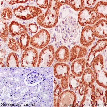 Immunohistochemistry (Formalin/PFA-fixed paraffin-embedded sections) - Anti-Cytochrome C antibody [EPR1327] - BSA and Azide free (AB218312)