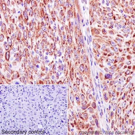 Immunohistochemistry (Formalin/PFA-fixed paraffin-embedded sections) - Anti-Cytochrome C antibody [EPR1327] - BSA and Azide free (AB218312), expandable thumbnail