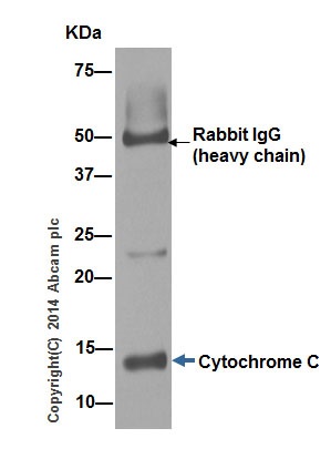 Immunoprecipitation - Anti-Cytochrome C antibody [EPR1327] - BSA and Azide free (AB218312), expandable thumbnail