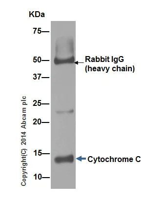 Immunoprecipitation - Anti-Cytochrome C antibody [EPR1327] - BSA and Azide free (AB218312)