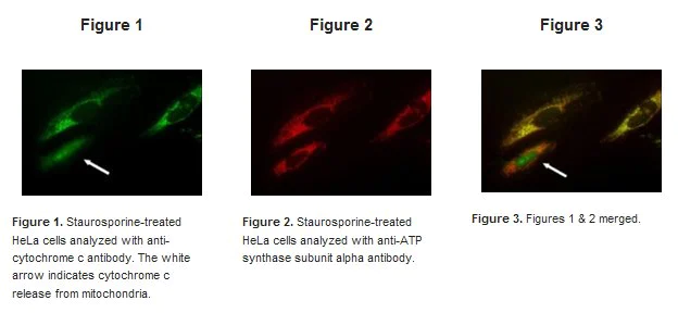 Immunocytochemistry/ Immunofluorescence - Cytochrome c Apoptosis ICC Antibody Kit (AB110417)