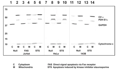 Western blot - Cytochrome c Apoptosis WB Antibody Cocktail (AB110415)