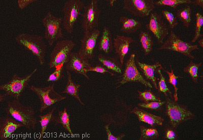 Immunocytochemistry/ Immunofluorescence - Anti-Cytochrome C Oxidase subunit VIc/COX6C antibody [3G5F7G3] (AB110267), expandable thumbnail