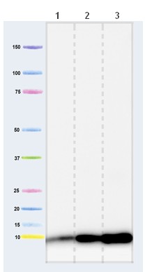 Western blot - Anti-Cytochrome C Oxidase subunit VIc/COX6C antibody [3G5F7G3] (AB110267), expandable thumbnail