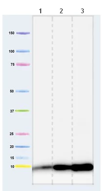 Western blot - Anti-Cytochrome C Oxidase subunit VIc/COX6C antibody [3G5F7G3] (AB110267)