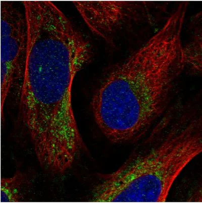 Immunocytochemistry/ Immunofluorescence - Anti-Cytochrome C Oxidase subunit VIc/COX6C antibody (AB204790)