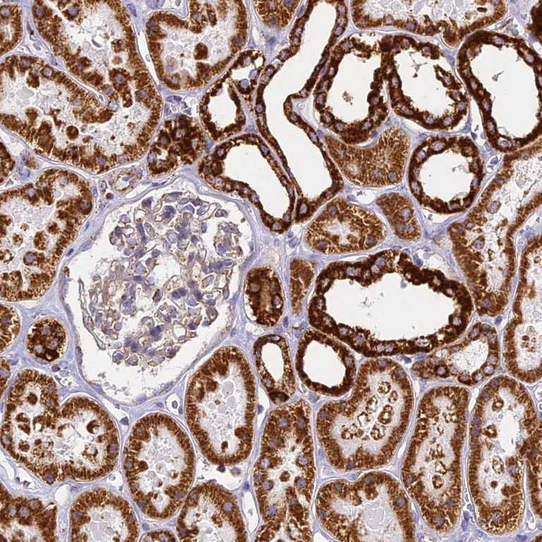 Immunohistochemistry (Formalin/PFA-fixed paraffin-embedded sections) - Anti-Cytochrome C Oxidase subunit VIc/COX6C antibody (AB204790)