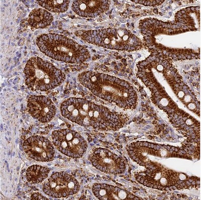 Immunohistochemistry (Formalin/PFA-fixed paraffin-embedded sections) - Anti-Cytochrome C Oxidase subunit VIc/COX6C antibody (AB204790)