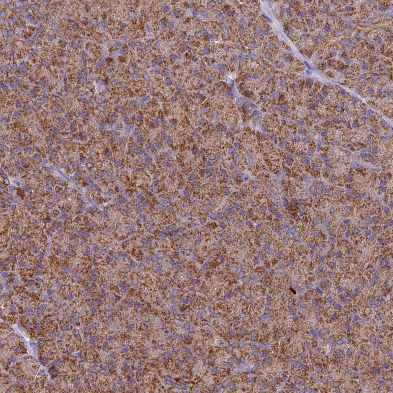 Immunohistochemistry (Formalin/PFA-fixed paraffin-embedded sections) - Anti-Cytochrome C Oxidase subunit VIc/COX6C antibody (AB204790)