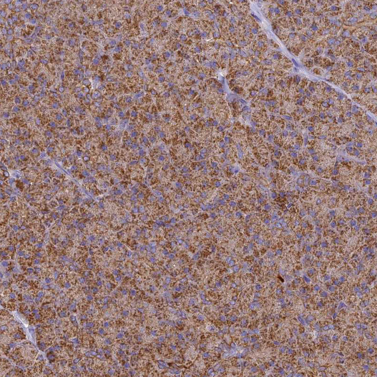 Immunohistochemistry (Formalin/PFA-fixed paraffin-embedded sections) - Anti-Cytochrome C Oxidase subunit VIc/COX6C antibody (AB204790)