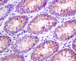 Immunohistochemistry (Formalin/PFA-fixed paraffin-embedded sections) - Anti-Cytochrome C Oxidase subunit VIc/COX6C antibody [EPR9938] (AB150422)