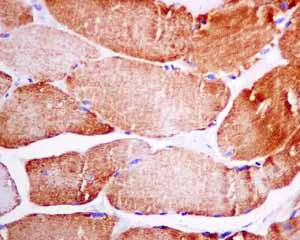 Immunohistochemistry (Formalin/PFA-fixed paraffin-embedded sections) - Anti-Cytochrome C Oxidase subunit VIc/COX6C antibody [EPR9938] (AB150422)