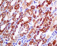 Immunohistochemistry (Formalin/PFA-fixed paraffin-embedded sections) - Anti-Cytochrome C Oxidase subunit VIc/COX6C antibody [EPR9938] (AB150422)