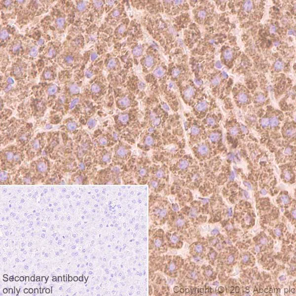 Immunohistochemistry (Formalin/PFA-fixed paraffin-embedded sections) - Anti-Cytochrome C Oxidase subunit VIc/COX6C antibody [EPR9938] (AB150422)