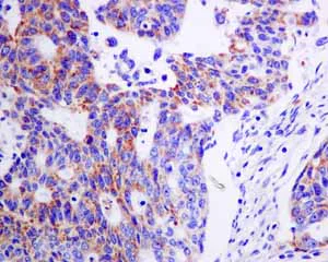 Immunohistochemistry (Formalin/PFA-fixed paraffin-embedded sections) - Anti-Cytochrome C Oxidase subunit VIc/COX6C antibody [EPR9938] (AB150422)