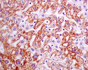 Immunohistochemistry (Formalin/PFA-fixed paraffin-embedded sections) - Anti-Cytochrome C Oxidase subunit VIc/COX6C antibody [EPR9938] (AB150422)