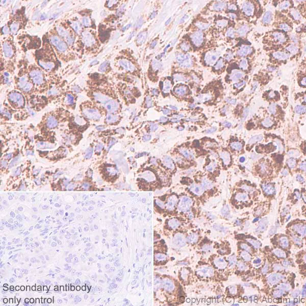 Immunohistochemistry (Formalin/PFA-fixed paraffin-embedded sections) - Anti-Cytochrome C Oxidase subunit VIc/COX6C antibody [EPR9938] - BSA and Azide free (AB243916)