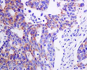 Immunohistochemistry (Formalin/PFA-fixed paraffin-embedded sections) - Anti-Cytochrome C Oxidase subunit VIc/COX6C antibody [EPR9938] - BSA and Azide free (AB243916)