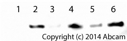 Functional Studies - Cytochrome c Release Assay Kit (AB65311), expandable thumbnail