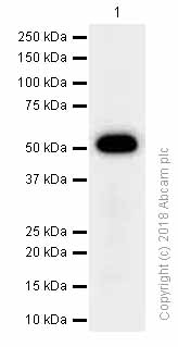 Western blot - Anti-Cytochrome P450 17A1/CYP17A1 antibody [EPR6293] (AB125022), expandable thumbnail