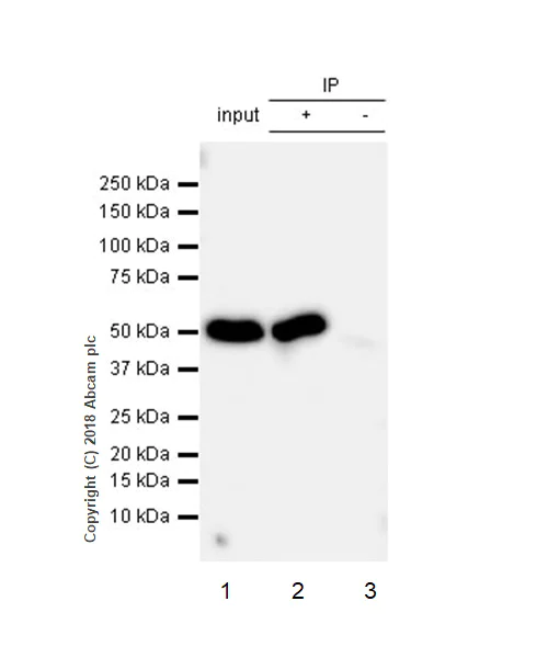 Immunoprecipitation - Anti-Cytochrome P450 17A1/CYP17A1 antibody [EPR6293] - BSA and Azide free (AB271888)