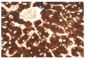 Immunohistochemistry (Formalin/PFA-fixed paraffin-embedded sections) - Anti-Cytochrome P450 1A2 antibody [3B8C1] (AB56073), expandable thumbnail