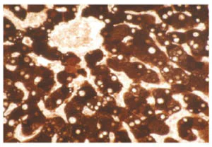 Immunohistochemistry (Formalin/PFA-fixed paraffin-embedded sections) - Anti-Cytochrome P450 1A2 antibody [3B8C1] (AB56073)