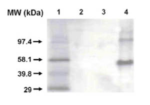 Western blot - Anti-Cytochrome P450 1A2 antibody [3B8C1] (AB56073), expandable thumbnail