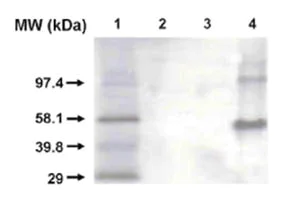 Western blot - Anti-Cytochrome P450 1A2 antibody [3B8C1] (AB56073)