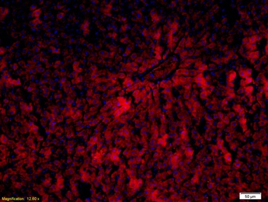 Immunohistochemistry (Formalin/PFA-fixed paraffin-embedded sections) - Anti-Cytochrome P450 1A2 antibody (AB217377), expandable thumbnail
